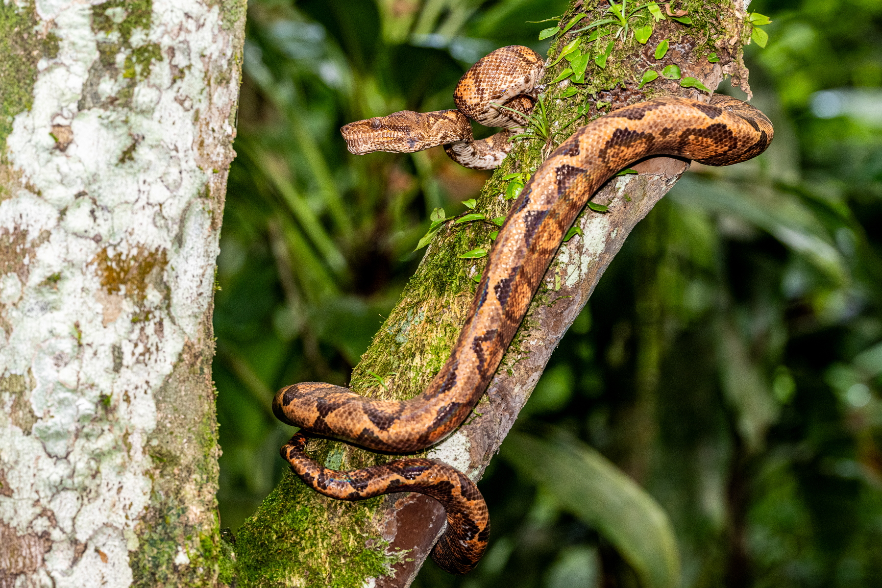 This Annulated Tree Boa displays its extraordinary tree-climbing abilities (image by Oliver Krueger)