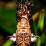 The moment of emergence: with an exoskeleton, after growing, Cicadas need to re-emerge, leaving their exuvia behind (image by Oliver Krueger)