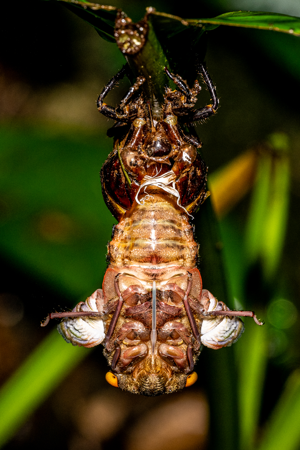 The moment of emergence: with an exoskeleton, after growing, Cicadas need to re-emerge, leaving their exuvia behind (image by Oliver Krueger)