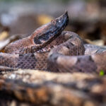 The Hognosed Pitviper blends in perfectly with the leaf litter on which it rests (image by Oliver Krueger)