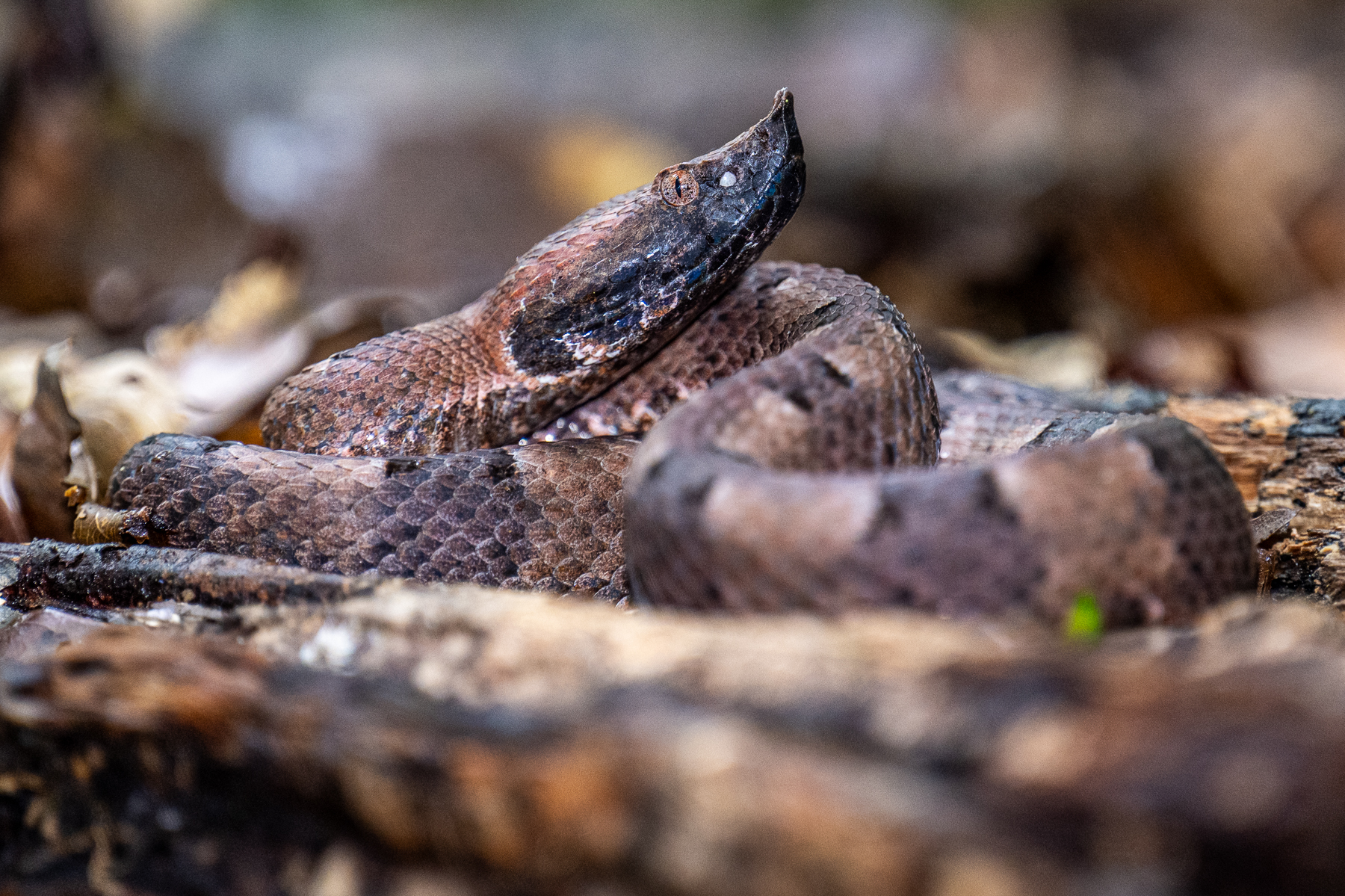 The Hognosed Pitviper blends in perfectly with the leaf litter on which it rests (image by Oliver Krueger)