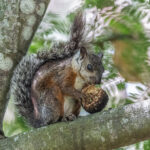 The Variegated Squirrel has incredibly variable coat colouration, this individual is of the standard morph (image by Oliver Krueger)