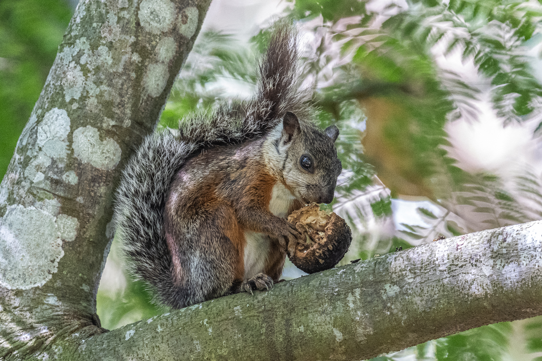 The Variegated Squirrel has incredibly variable coat colouration, this individual is of the standard morph (image by Oliver Krueger)