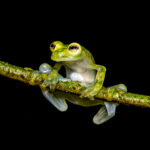 The Bare-hearted Glass Frog might well have been the inspiring species for Kermit the Frog (image by Oliver Krueger)