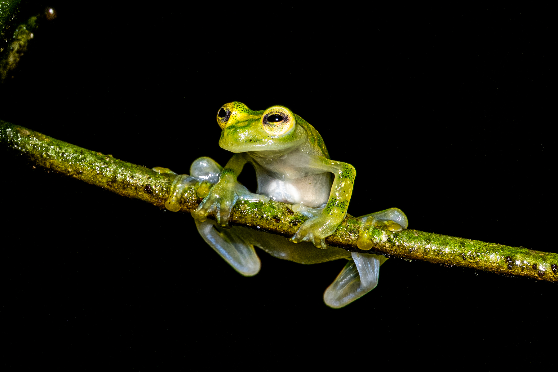 The Bare-hearted Glass Frog might well have been the inspiring species for Kermit the Frog (image by Oliver Krueger)