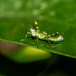 A species of Monkey Grasshopper, holding its legs in the typical orthogonal position in relation to ist body (image by Oliver Krueger)