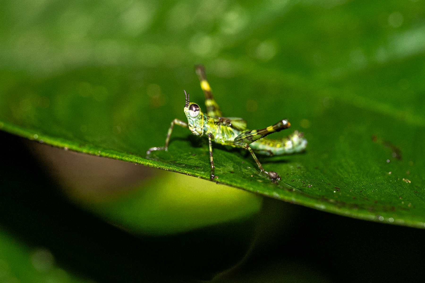 A species of Monkey Grasshopper, holding its legs in the typical orthogonal position in relation to ist body (image by Oliver Krueger)