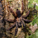 Costa Rica holds ca. 50 species of Tarantula, this is probably the Costa Rican Orangemouth Tarantula (image by Oliver Krueger)