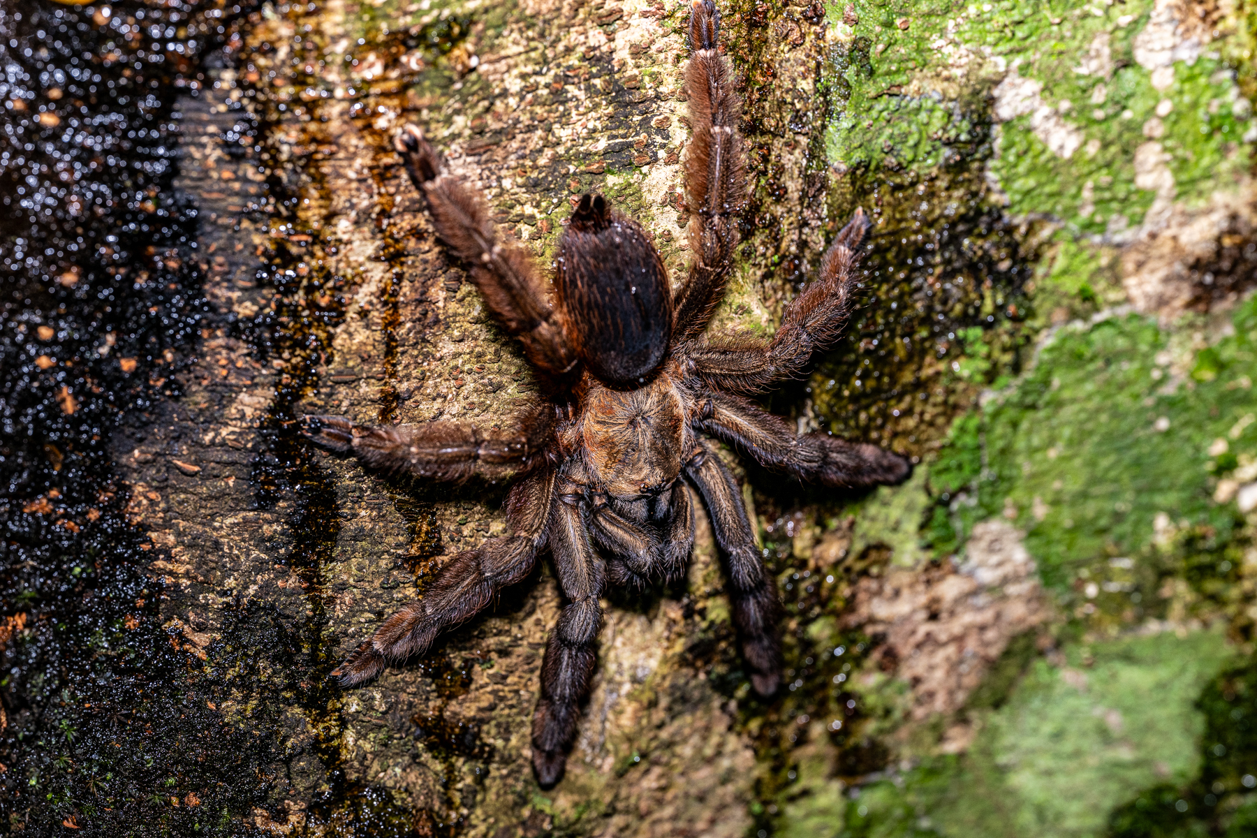 Costa Rica holds ca. 50 species of Tarantula, this is probably the Costa Rican Orangemouth Tarantula (image by Oliver Krueger)
