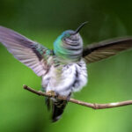 Life happens at fast pace in hummingbirds, even shaking your head, female Green-breasted Mango (image by Oliver Krueger)