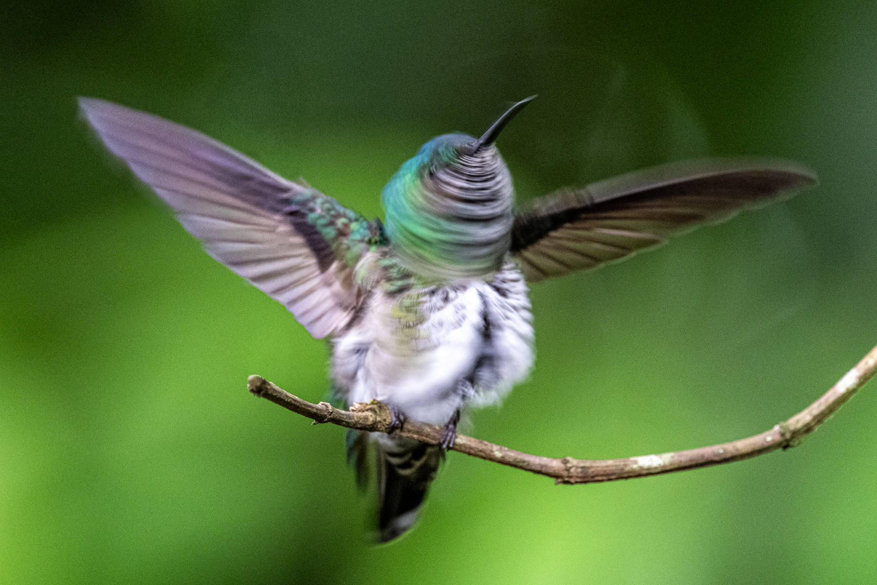 Life happens at fast pace in hummingbirds, even shaking your head, female Green-breasted Mango (image by Oliver Krueger)