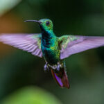 A hovering male Green-breasted Mango (image by Oliver Krueger)