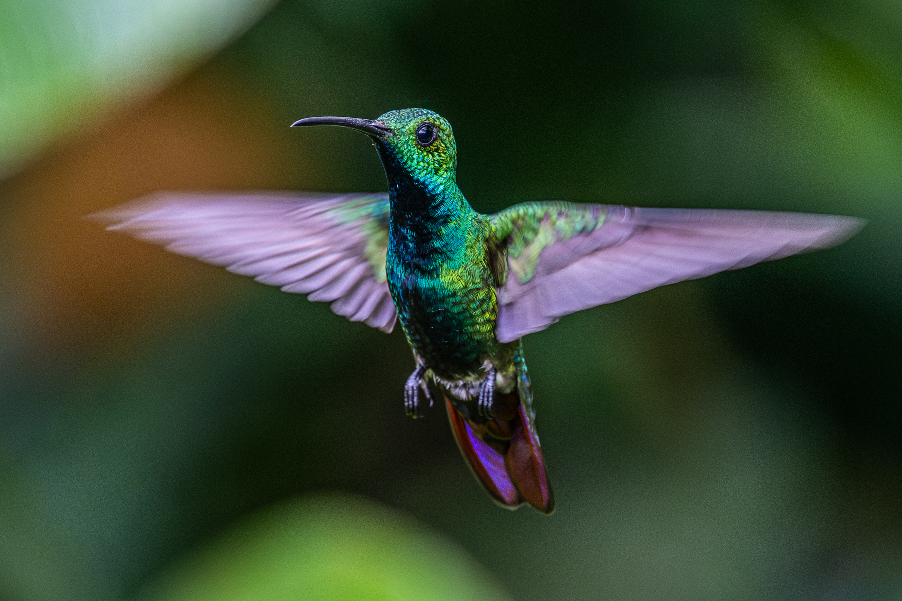 A hovering male Green-breasted Mango (image by Oliver Krueger)