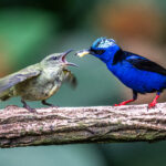 Family life is busy for this stunning Red-legged Honeycreeper male feeding a chick (image by Oliver Krueger)