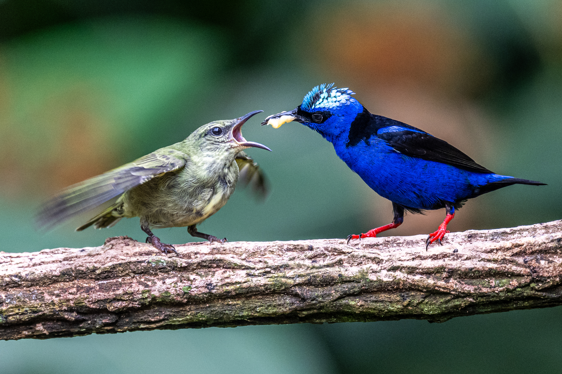 Family life is busy for this stunning Red-legged Honeycreeper male feeding a chick (image by Oliver Krueger)