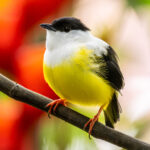 Manakins, like this White-collared Manakin male, have regular display sites known as leks (image by Oliver Krueger)