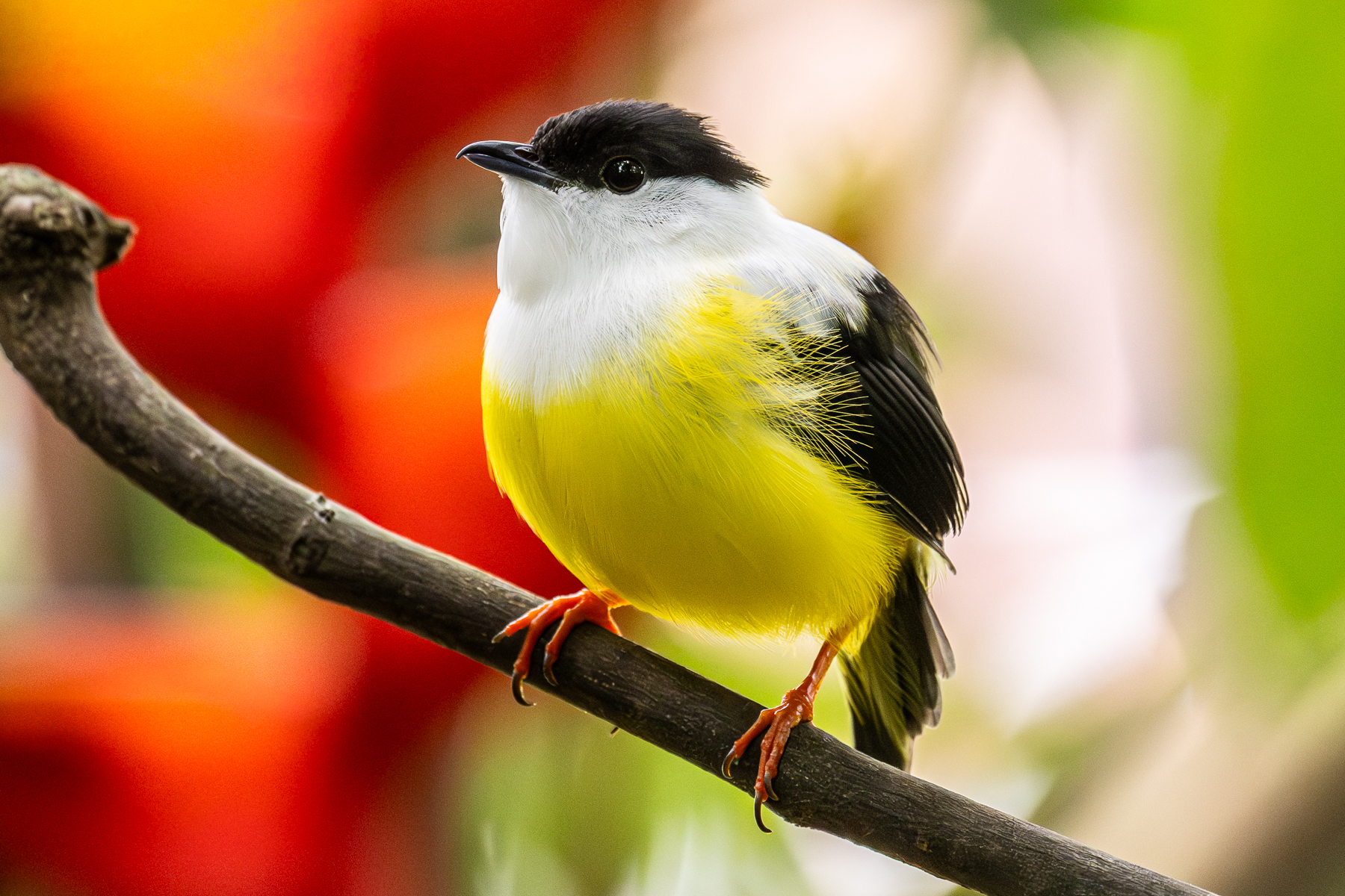 Manakins, like this White-collared Manakin male, have regular display sites known as leks (image by Oliver Krueger)
