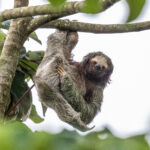 It is rare to get such an intense look by a Brown-throated Three-toed Sloth (image by Oliver Krueger)