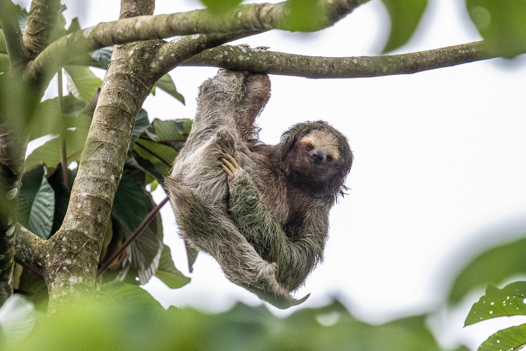 It is rare to get such an intense look by a Brown-throated Three-toed Sloth (image by Oliver Krueger)