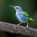 The Shining Honeycreeper female looks beautiful (image by Oliver Krueger)