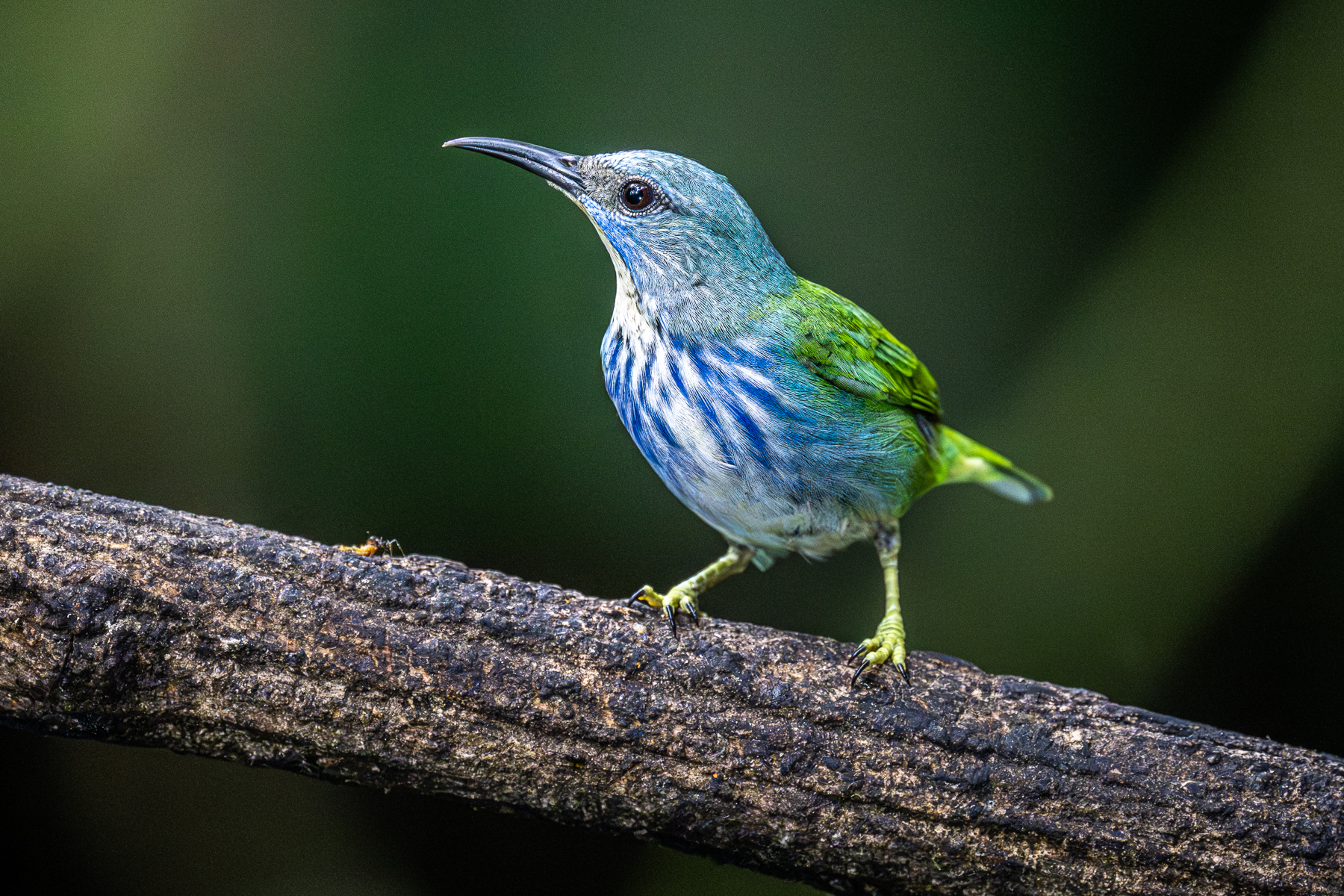 The Shining Honeycreeper female looks beautiful (image by Oliver Krueger)