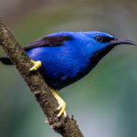 The male Shining Honeycreeper is even more beautiful (image by Oliver Krueger)