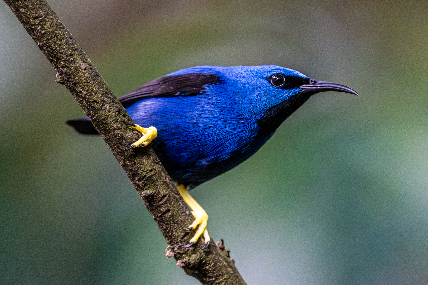The male Shining Honeycreeper is even more beautiful (image by Oliver Krueger)