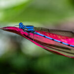 This male Cerulean Dancer of the species Argia anceps sits on a red leaf against a green background, a kaleidoscope of colours (image by Oliver Krueger)