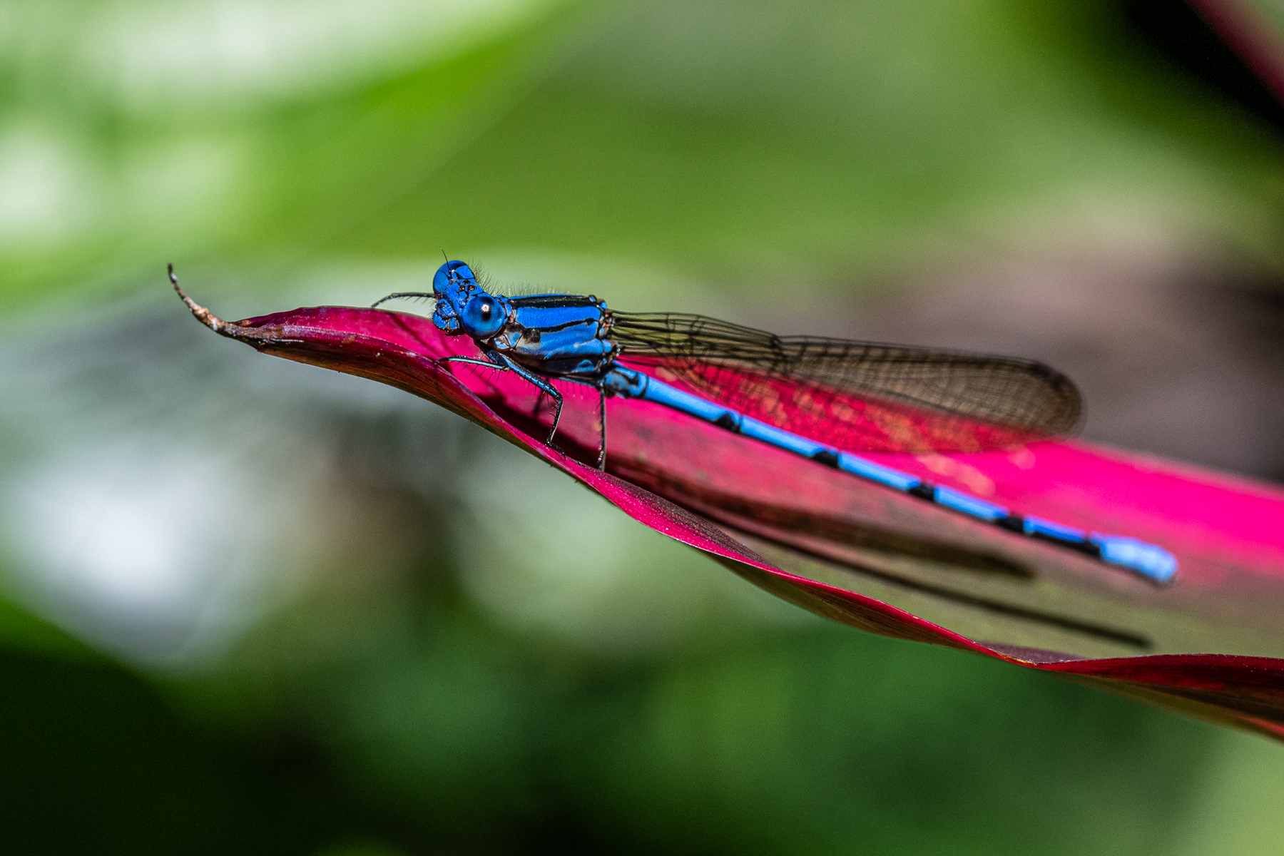 This male Cerulean Dancer of the species Argia anceps sits on a red leaf against a green background, a kaleidoscope of colours (image by Oliver Krueger)