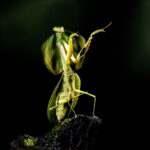 This Shield Mantis seems to enjoy the groove (image by Oliver Krueger)