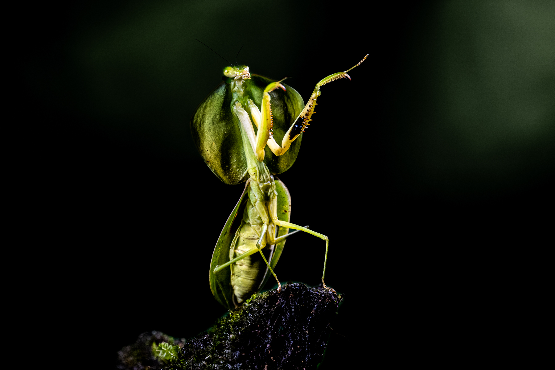 This Shield Mantis seems to enjoy the groove (image by Oliver Krueger)