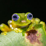 There are hardly any more hypnotising eyes than those of a Ghost Glass Frog (image by Oliver Krueger)