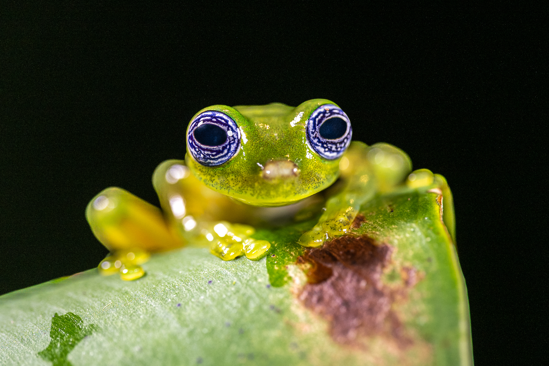 There are hardly any more hypnotising eyes than those of a Ghost Glass Frog (image by Oliver Krueger)