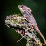 A brown morphed Helmeted Iguana poses on a tree trunk (image by Oliver Krueger)