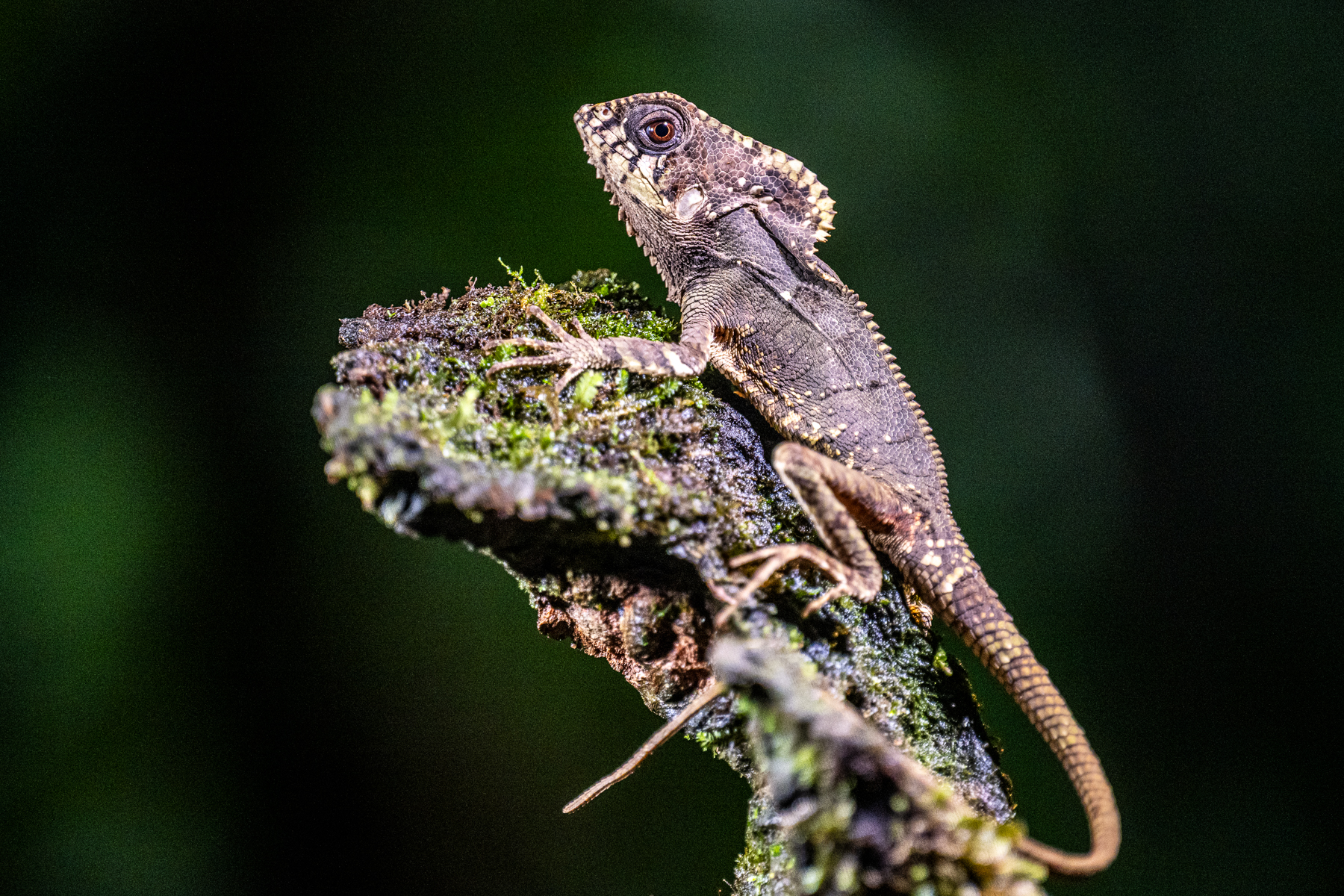 A brown morphed Helmeted Iguana poses on a tree trunk (image by Oliver Krueger)