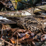 It is very rare to see a Pauraque Nightjar on the ground in broad daylight (image by Oliver Krueger)