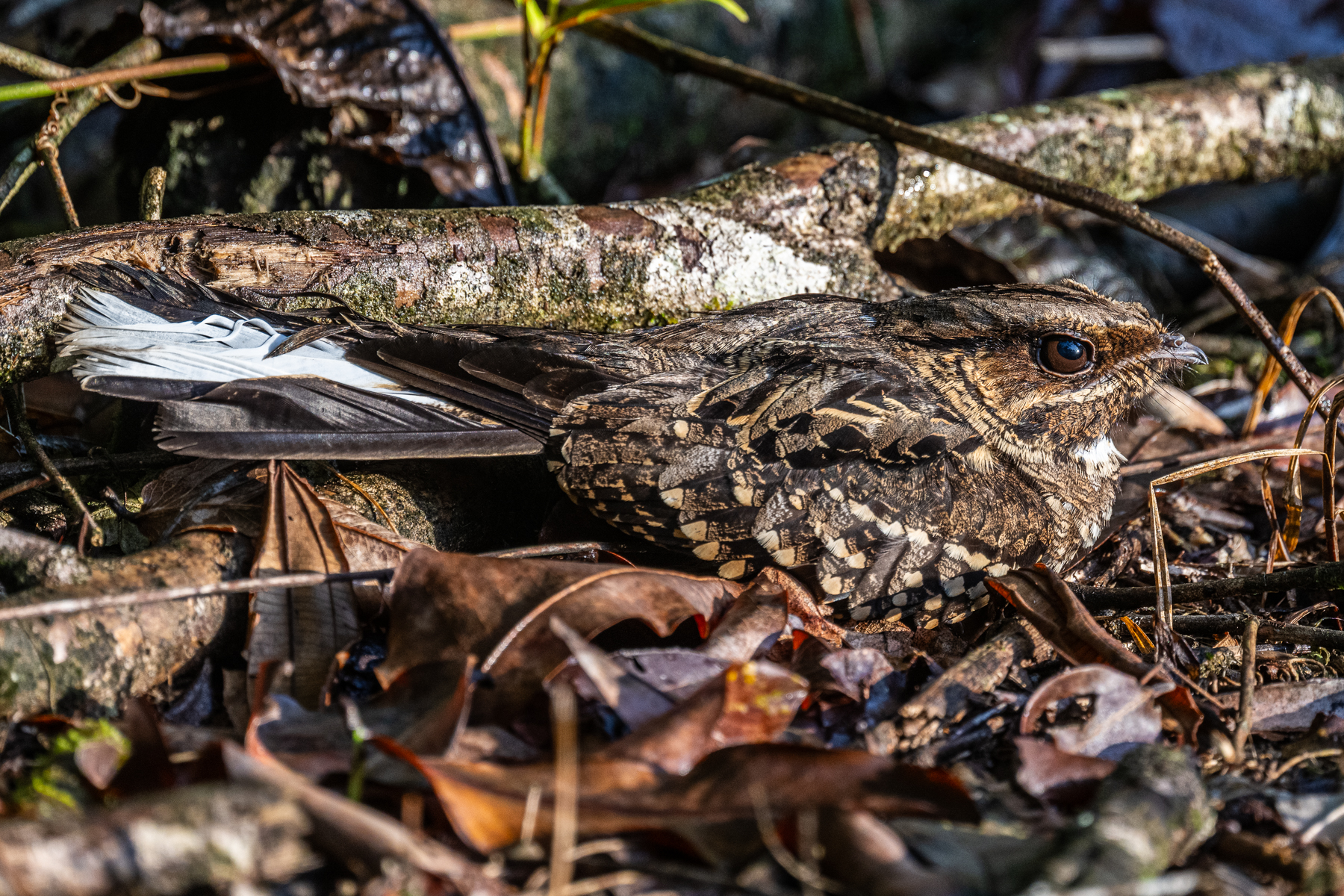 It is very rare to see a Pauraque Nightjar on the ground in broad daylight (image by Oliver Krueger)