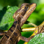 Head portrait of an immature Striped Basilisk sunning itself in the early morning (image by Oliver Krueger)