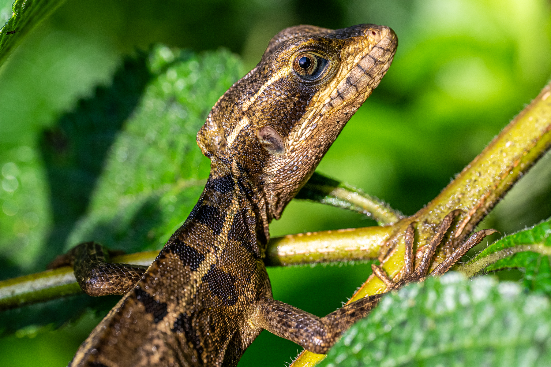 Head portrait of an immature Striped Basilisk sunning itself in the early morning (image by Oliver Krueger)