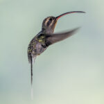 The dynamics of hummingbird flight at lower shutter speeds, exemplified by a Long-billed Hermit (image by Oliver Krueger)