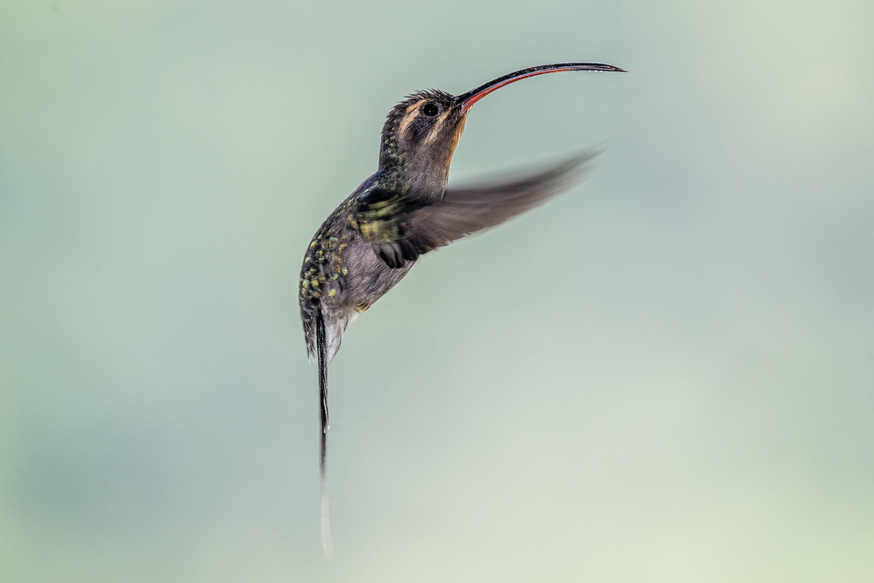 The dynamics of hummingbird flight at lower shutter speeds, exemplified by a Long-billed Hermit (image by Oliver Krueger)
