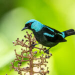 One of the many most beautiful birds of Costa Rica, a male Scarlet-thighed Dacnis (image by Oliver Krueger)