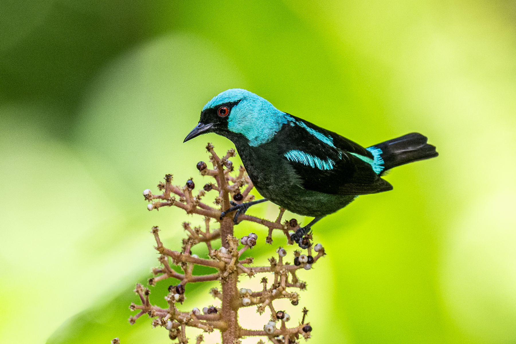 One of the many most beautiful birds of Costa Rica, a male Scarlet-thighed Dacnis (image by Oliver Krueger)