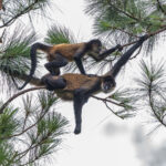 Parental care in Geoffroy's Spider Monkeys also involves making a safe and reliable bridge for your offspring (image by Oliver Krueger)