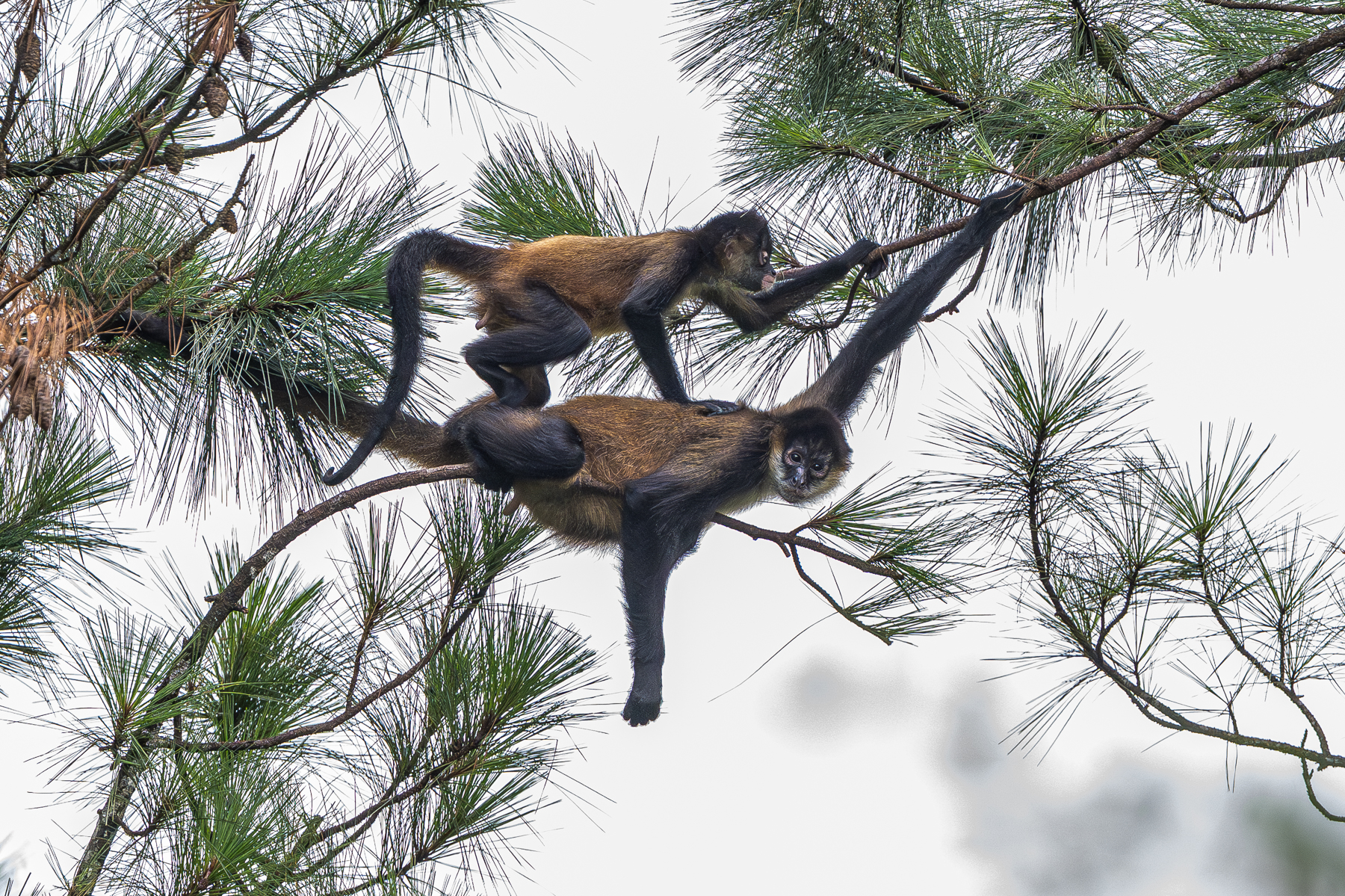 Parental care in Geoffroy's Spider Monkeys also involves making a safe and reliable bridge for your offspring (image by Oliver Krueger)