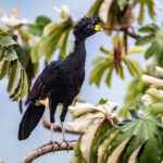 Great Curassows have been hunted to extinction in many parts of their range, but are a common, yet beautiful sight at Arenal (image by Oliver Krueger)