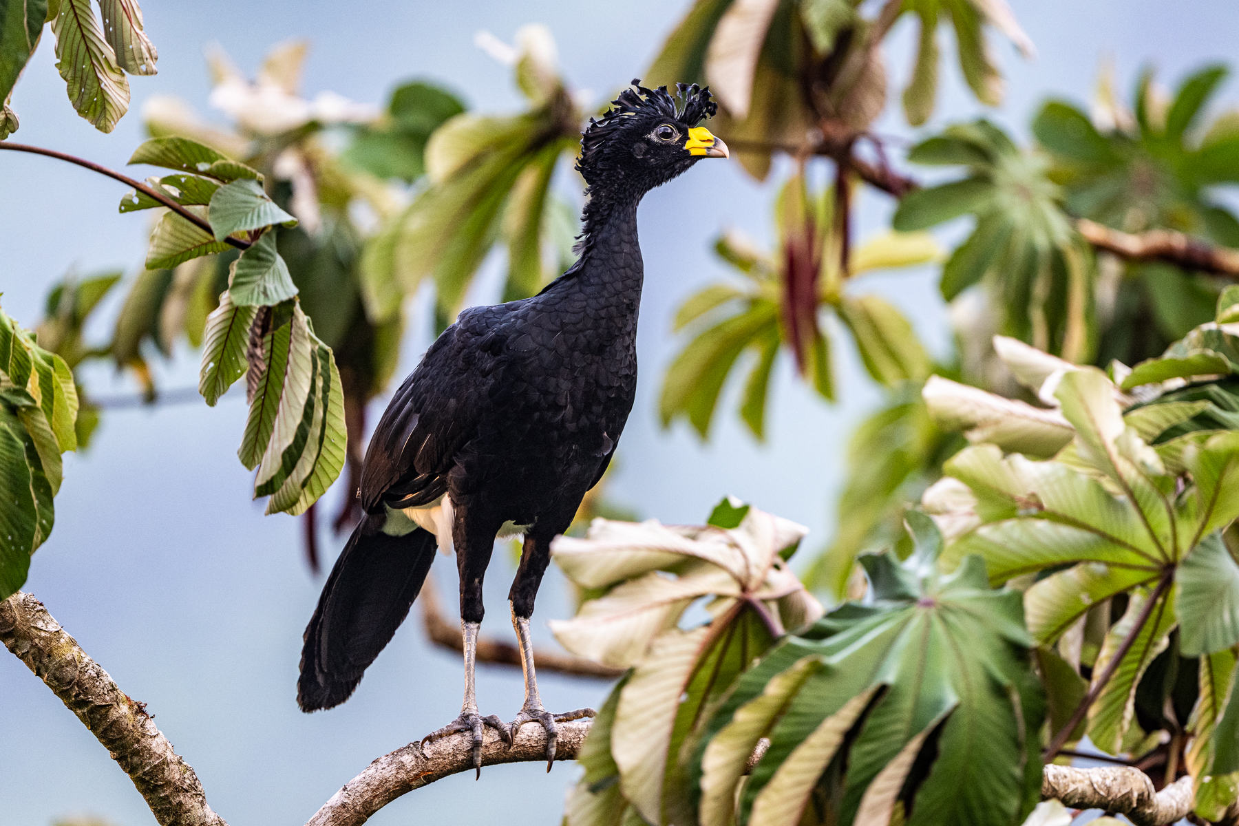 Great Curassows have been hunted to extinction in many parts of their range, but are a common, yet beautiful sight at Arenal (image by Oliver Krueger)