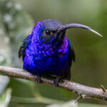 The Violet Sabrewing is very aptly named and simply stunning (image by Oliver Krueger)