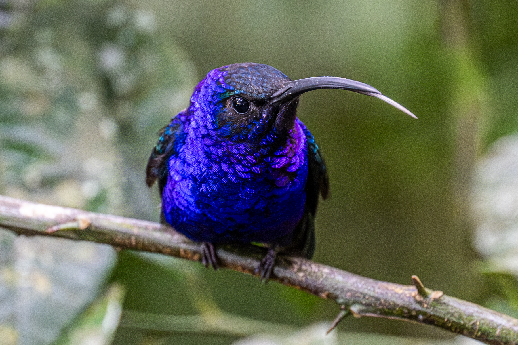 The Violet Sabrewing is very aptly named and simply stunning (image by Oliver Krueger)