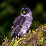 A Black-and-white Owl patrols the vicinity of our lodge at Arenal (image by Oliver Krueger)